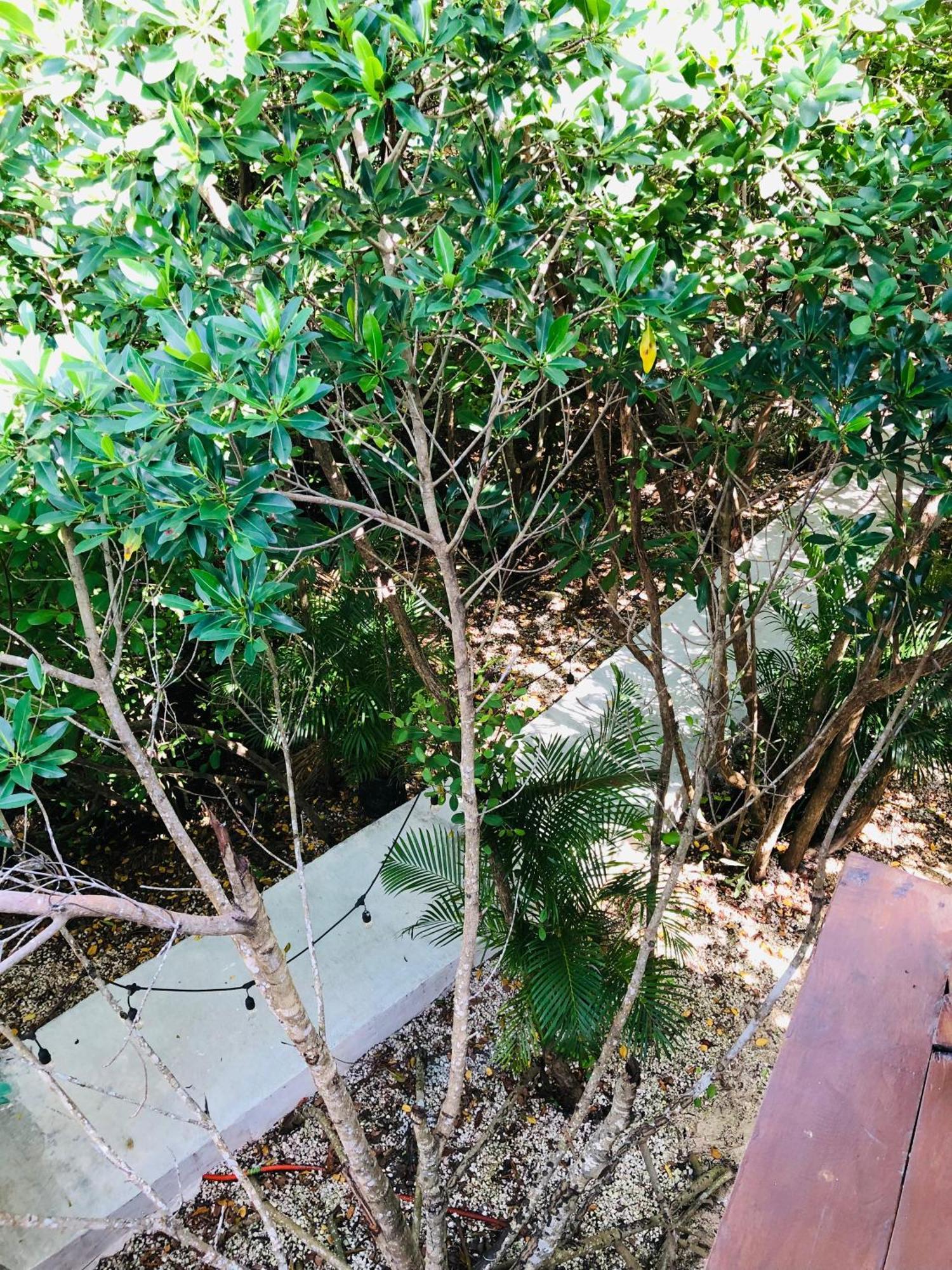 Cabanas Tulum - Aldea Mangle & Cenote Luaran gambar
